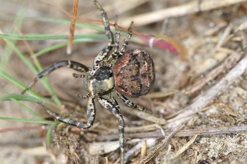 Xysticus_ferrugineus_D3000_Z_88_NP De Hoge Veluwe_Nederland.jpg